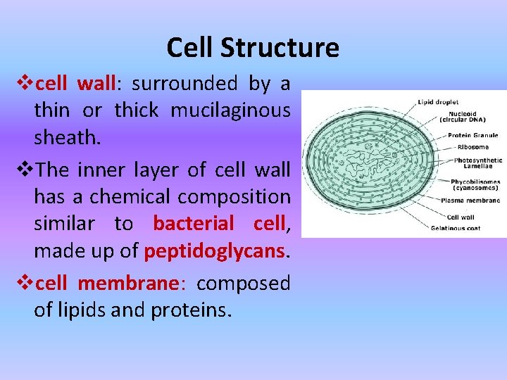 Cell Structure vcell wall: surrounded by a thin or thick mucilaginous sheath. v. The