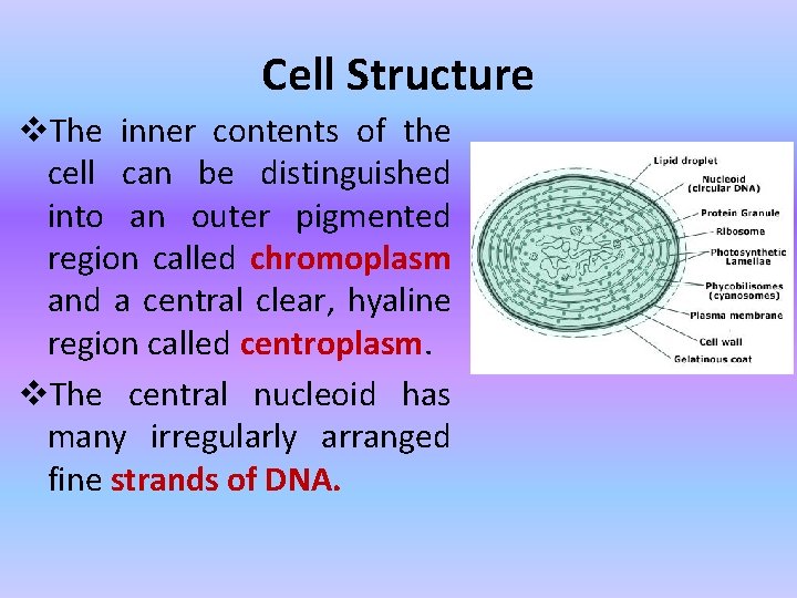 Cell Structure v. The inner contents of the cell can be distinguished into an