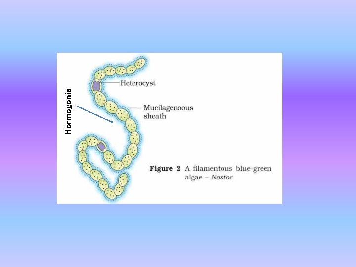 Hormogonia 