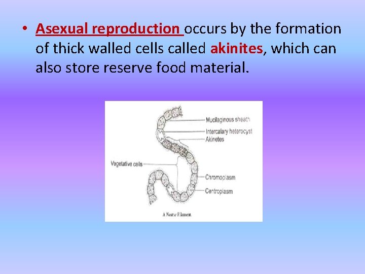  • Asexual reproduction occurs by the formation of thick walled cells called akinites,