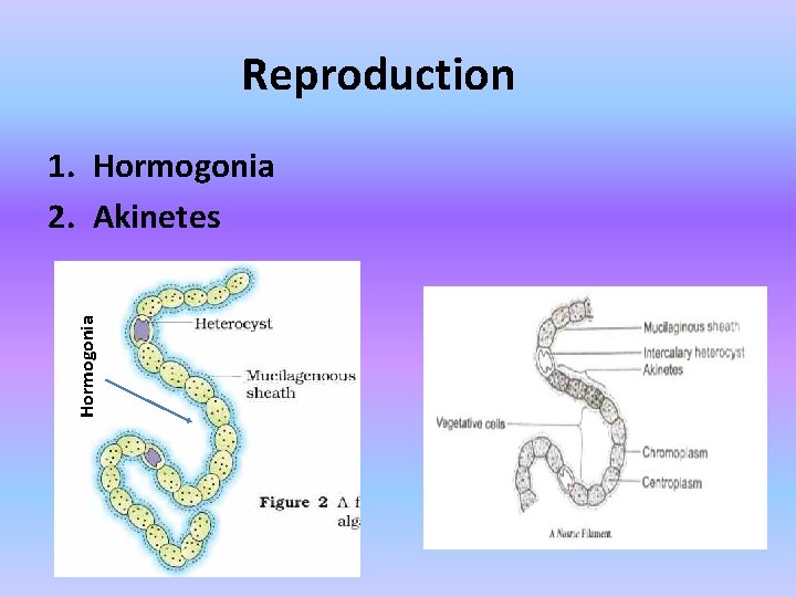 Reproduction Hormogonia 1. Hormogonia 2. Akinetes 