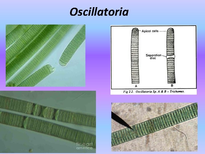 Oscillatoria 