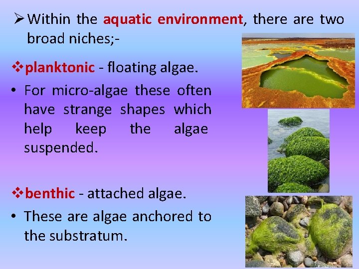 Ø Within the aquatic environment, there are two broad niches; vplanktonic - floating algae.