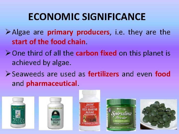 ECONOMIC SIGNIFICANCE Ø Algae are primary producers, i. e. they are the start of