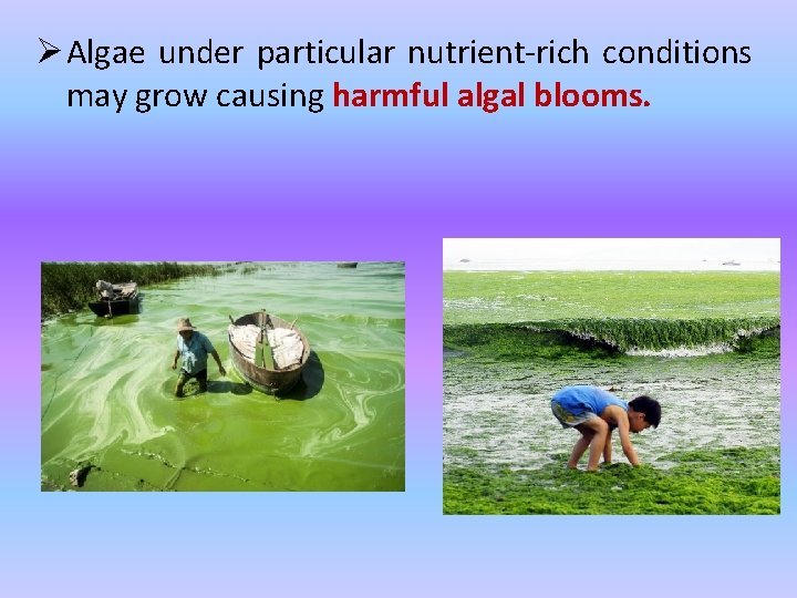 Ø Algae under particular nutrient-rich conditions may grow causing harmful algal blooms. 