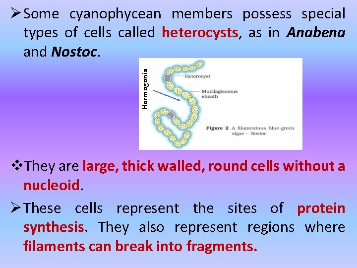 Hormogonia Ø Some cyanophycean members possess special types of cells called heterocysts, as in