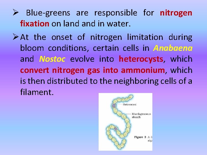 Ø Blue-greens are responsible for nitrogen fixation on land in water. Ø At the