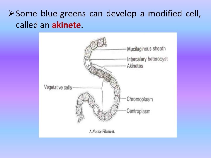 Ø Some blue-greens can develop a modified cell, called an akinete. 