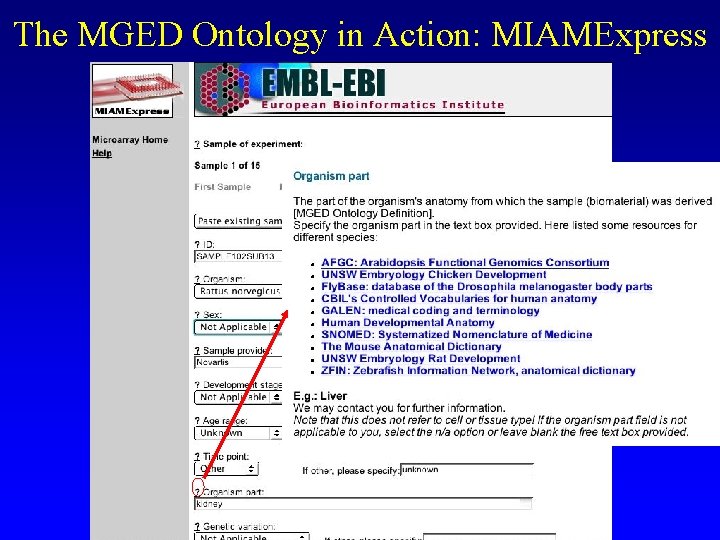 The MGED Ontology in Action: MIAMExpress The MGED Ontology in Action: MIAMExpress