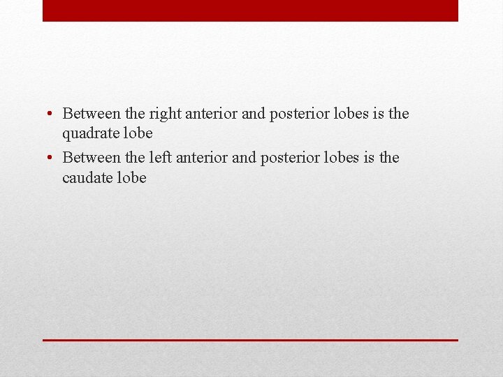  • Between the right anterior and posterior lobes is the quadrate lobe •