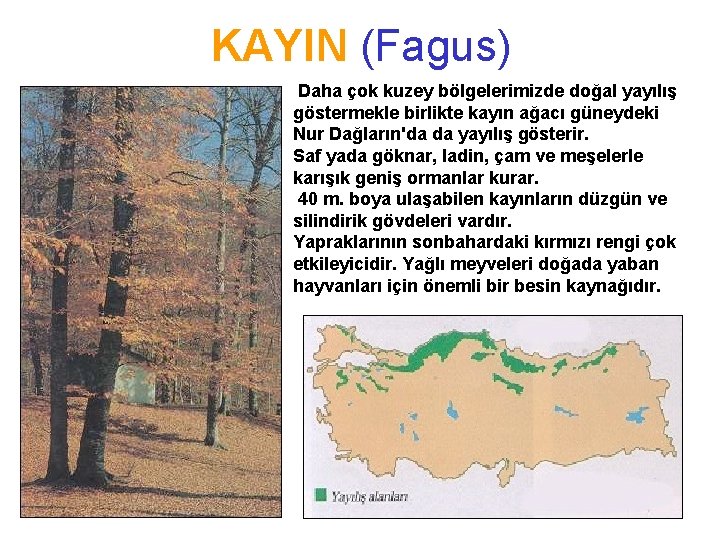 KAYIN (Fagus) Daha çok kuzey bölgelerimizde doğal yayılış göstermekle birlikte kayın ağacı güneydeki Nur