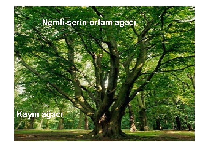 Nemli-serin ortam ağacı Kayın ağacı 
