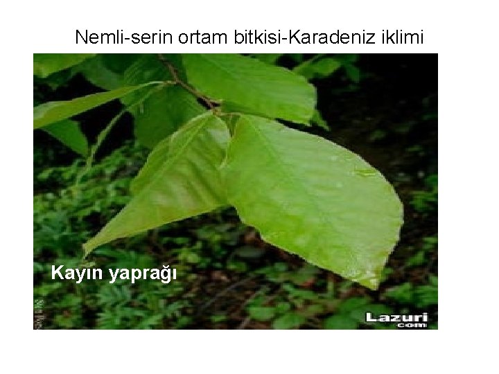 Nemli-serin ortam bitkisi-Karadeniz iklimi Kayın yaprağı 