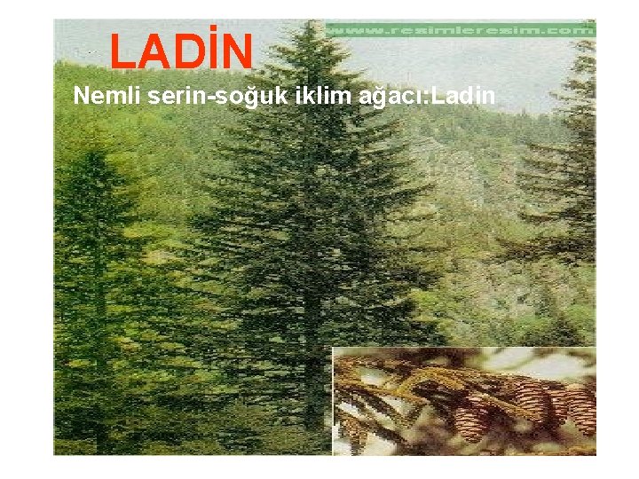 LADİN Nemli serin-soğuk iklim ağacı: Ladin 