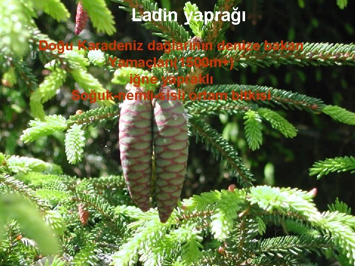 Ladin yaprağı Doğu Karadeniz dağlarının denize bakan Yamaçları(1500 m+) iğne yapraklı Soğuk-nemli-sisli ortam bitkisi