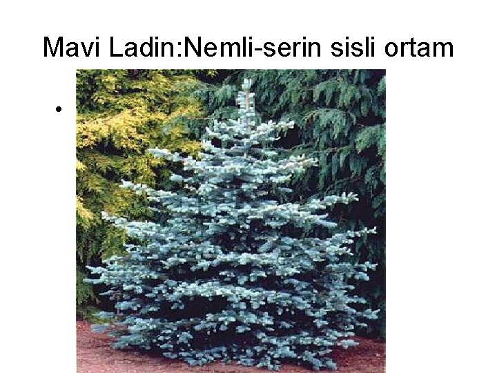 Mavi Ladin: Nemli-serin sisli ortam • 