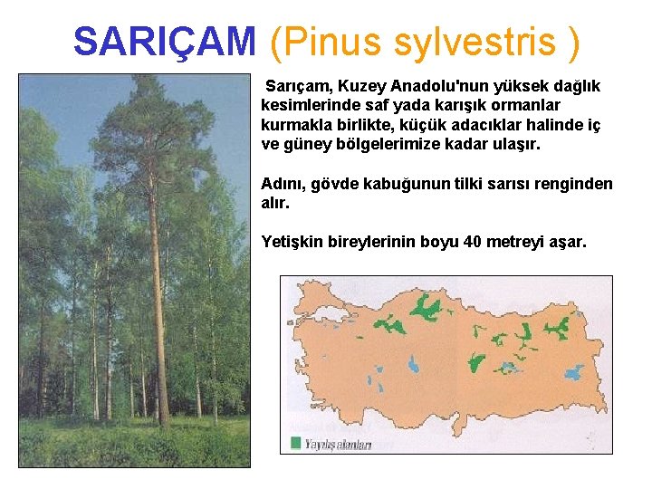 SARIÇAM (Pinus sylvestris ) Sarıçam, Kuzey Anadolu'nun yüksek dağlık kesimlerinde saf yada karışık ormanlar