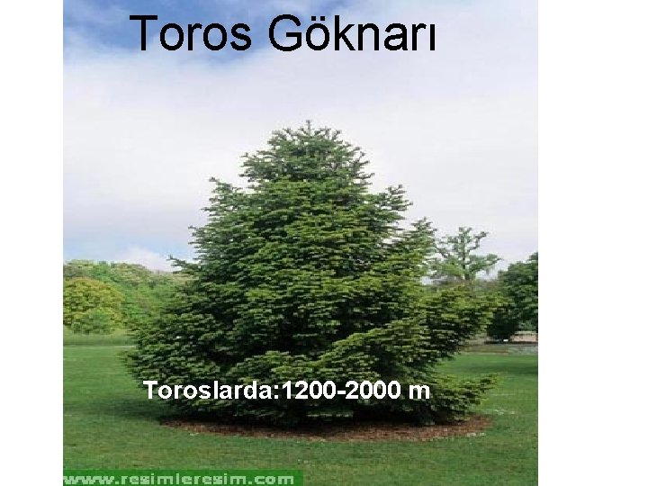 Toros Göknarı Toroslarda: 1200 -2000 m 