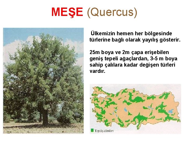 MEŞE (Quercus) Ülkemizin hemen her bölgesinde türlerine bağlı olarak yayılış gösterir. P F 25