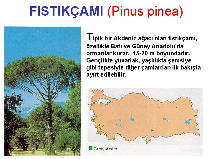 FISTIKÇAMI (Pinus pinea) Tipik bir Akdeniz ağacı olan fıstıkçamı, özellikle Batı ve Güney Anadolu'da