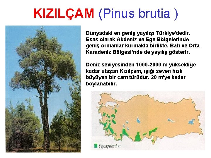 KIZILÇAM (Pinus brutia ) Dünyadaki en geniş yayılışı Türkiye'dedir. Esas olarak Akdeniz ve Ege