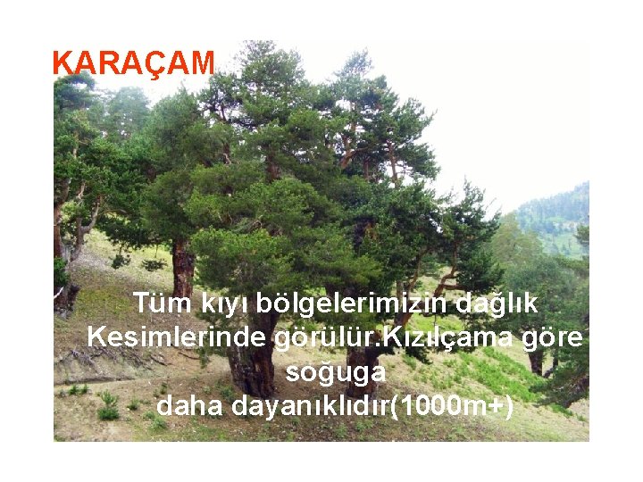 KARAÇAM Tüm kıyı bölgelerimizin dağlık Kesimlerinde görülür. Kızılçama göre soğuga daha dayanıklıdır(1000 m+) 