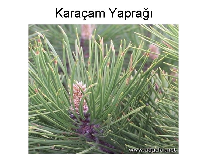 Karaçam Yaprağı 