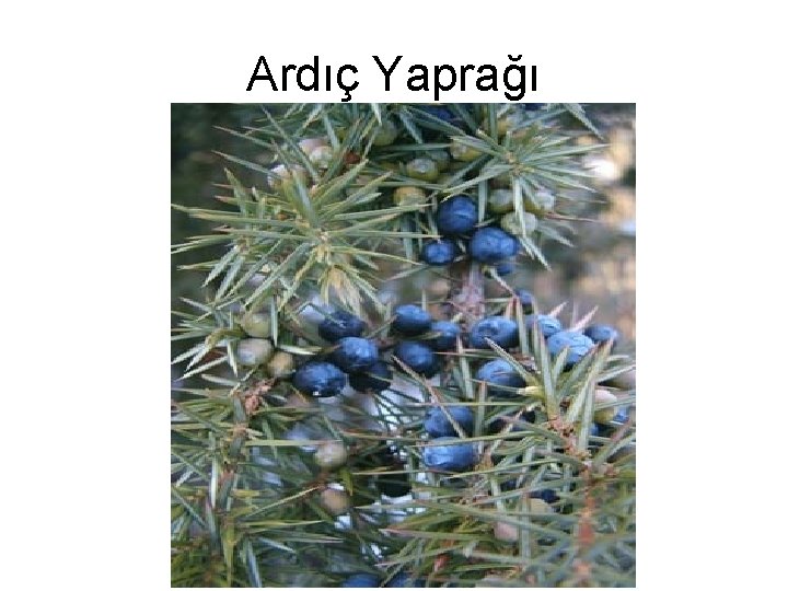 Ardıç Yaprağı 