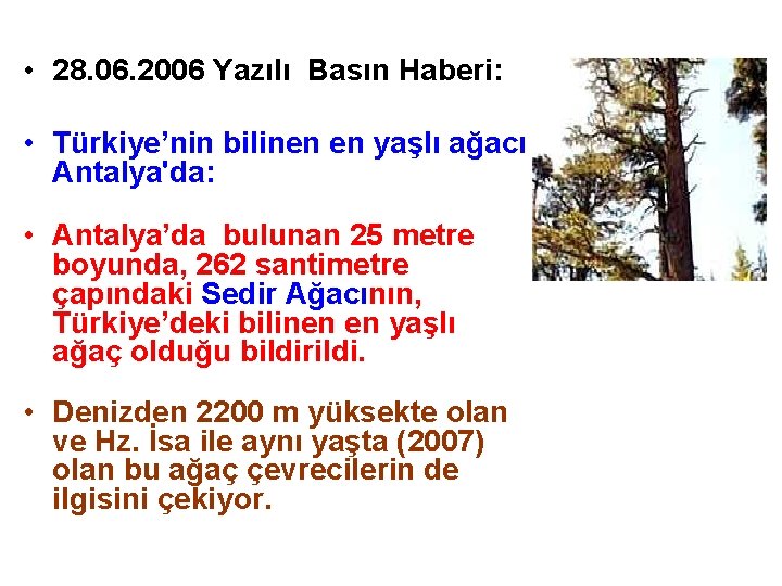  • 28. 06. 2006 Yazılı Basın Haberi: • Türkiye’nin bilinen en yaşlı ağacı