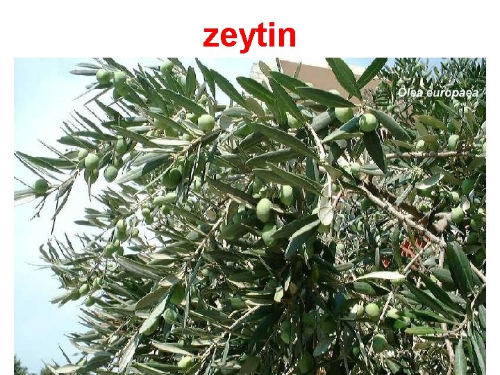 zeytin 