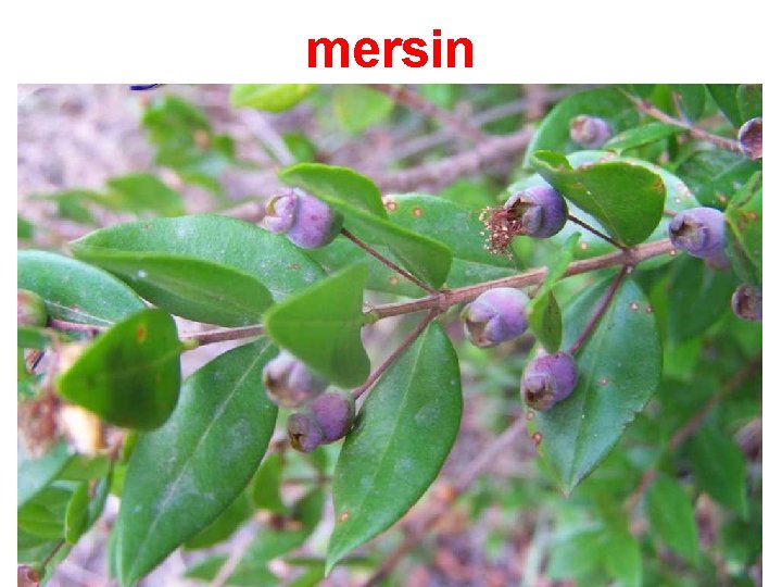 mersin 