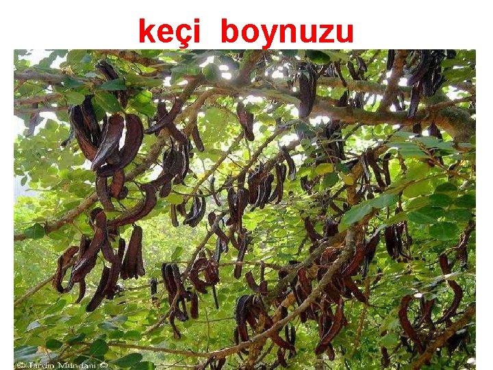 keçi boynuzu 