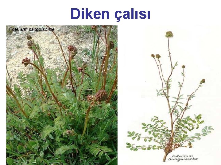 Diken çalısı 