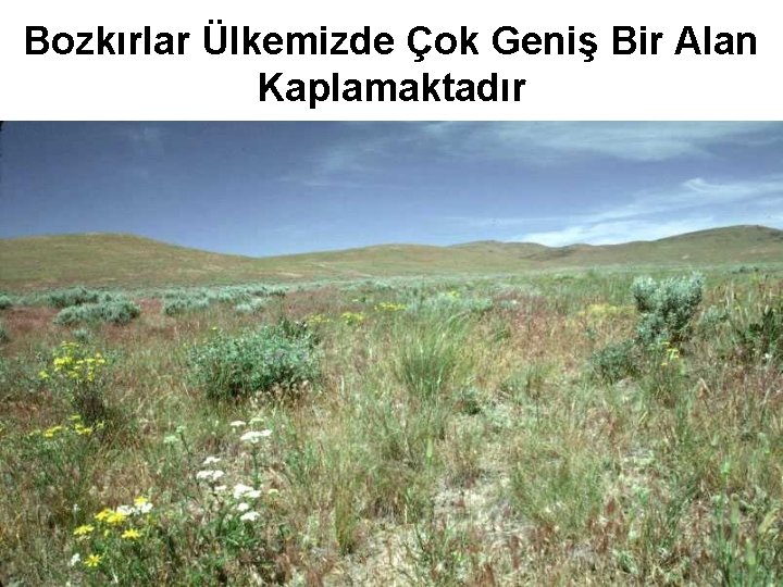 Bozkırlar Ülkemizde Çok Geniş Bir Alan Kaplamaktadır 