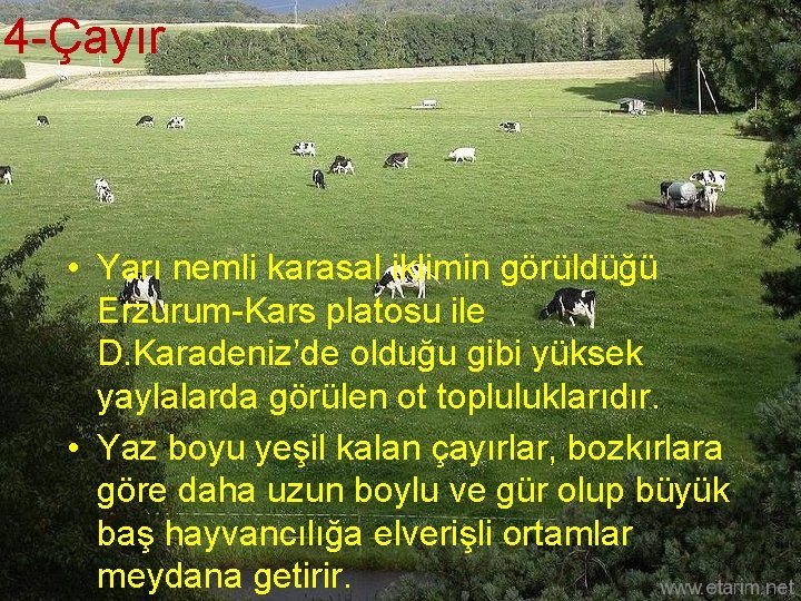 4 -Çayır • Yarı nemli karasal iklimin görüldüğü Erzurum-Kars platosu ile D. Karadeniz’de olduğu