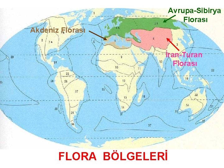 Avrupa-Sibirya Florası Akdeniz Florası İran-Turan Florası FLORA BÖLGELERİ 