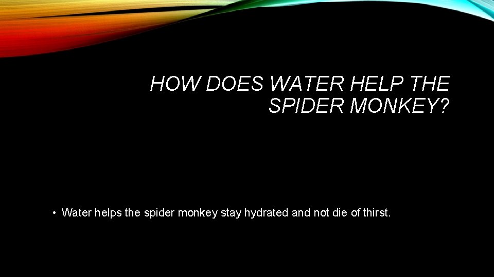 HOW DOES WATER HELP THE SPIDER MONKEY? • Water helps the spider monkey stay