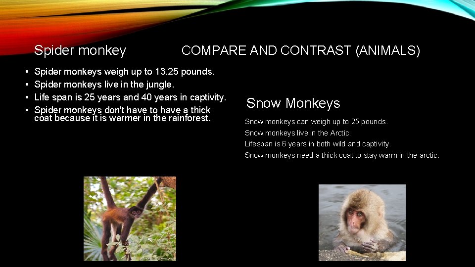 Spider monkey • • COMPARE AND CONTRAST (ANIMALS) Spider monkeys weigh up to 13.