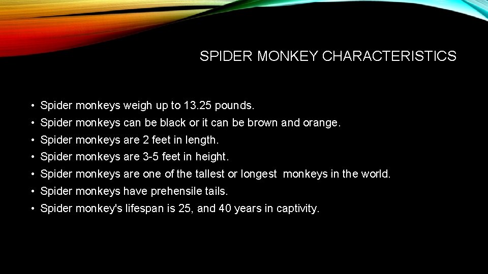 SPIDER MONKEY CHARACTERISTICS • Spider monkeys weigh up to 13. 25 pounds. • Spider