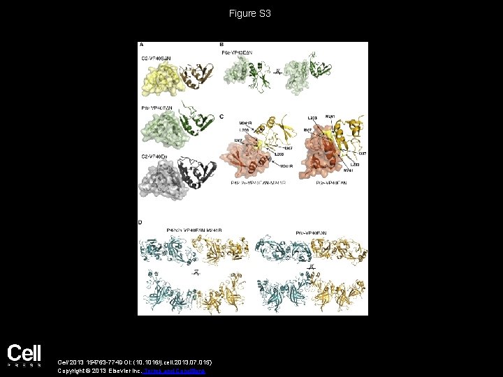 Figure S 3 Cell 2013 154763 -774 DOI: (10. 1016/j. cell. 2013. 07. 015)