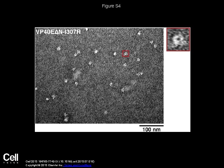 Figure S 4 Cell 2013 154763 -774 DOI: (10. 1016/j. cell. 2013. 07. 015)