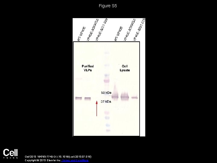 Figure S 5 Cell 2013 154763 -774 DOI: (10. 1016/j. cell. 2013. 07. 015)