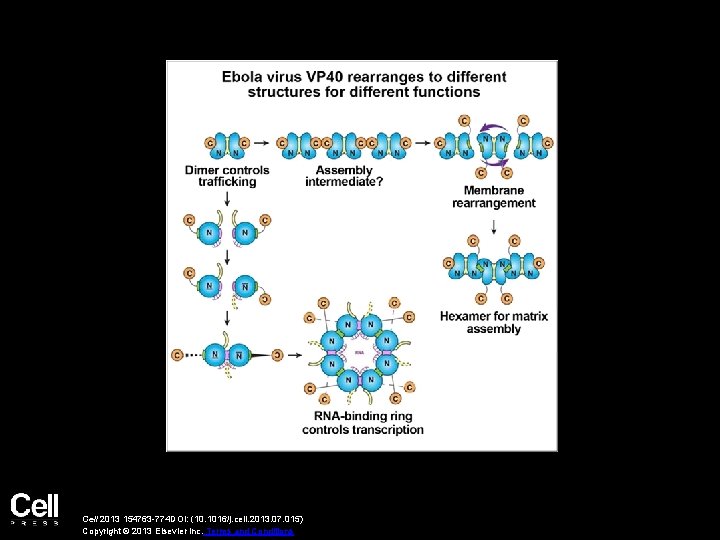 Cell 2013 154763 -774 DOI: (10. 1016/j. cell. 2013. 07. 015) Copyright © 2013