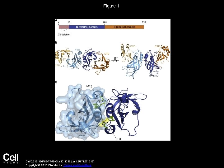 Figure 1 Cell 2013 154763 -774 DOI: (10. 1016/j. cell. 2013. 07. 015) Copyright