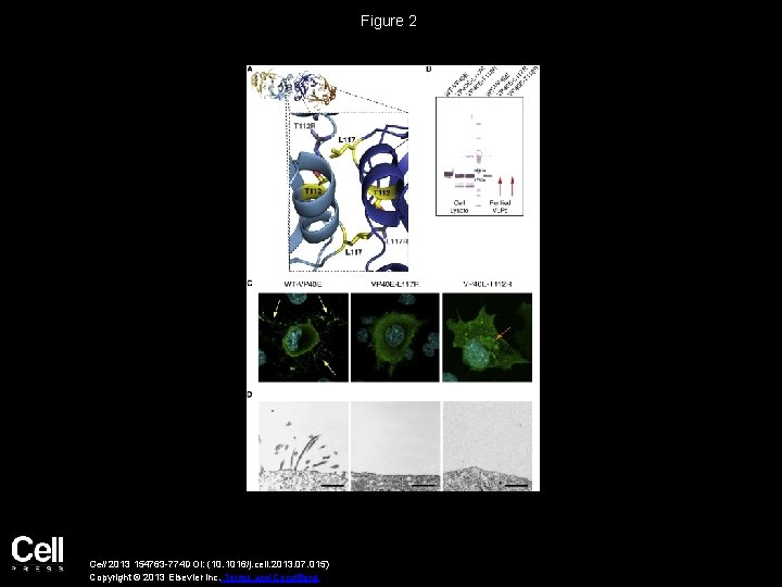 Figure 2 Cell 2013 154763 -774 DOI: (10. 1016/j. cell. 2013. 07. 015) Copyright