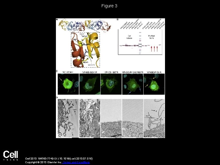 Figure 3 Cell 2013 154763 -774 DOI: (10. 1016/j. cell. 2013. 07. 015) Copyright