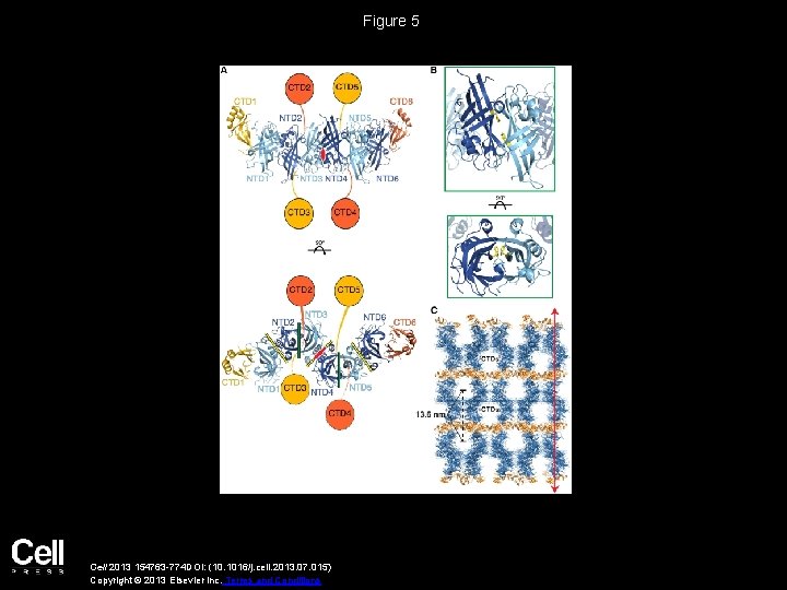 Figure 5 Cell 2013 154763 -774 DOI: (10. 1016/j. cell. 2013. 07. 015) Copyright