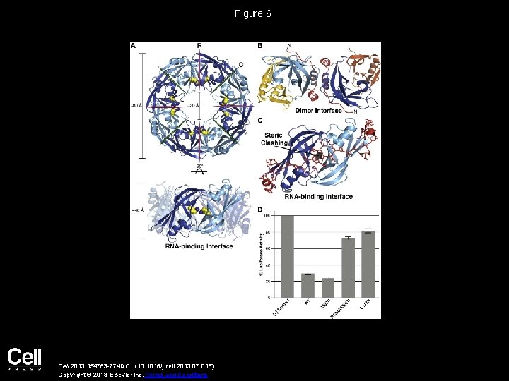 Figure 6 Cell 2013 154763 -774 DOI: (10. 1016/j. cell. 2013. 07. 015) Copyright