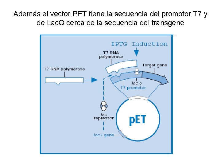Además el vector PET tiene la secuencia del promotor T 7 y de Lac.
