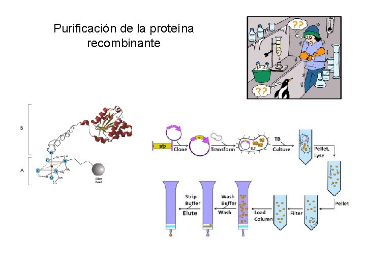 Purificación de la proteína recombinante 